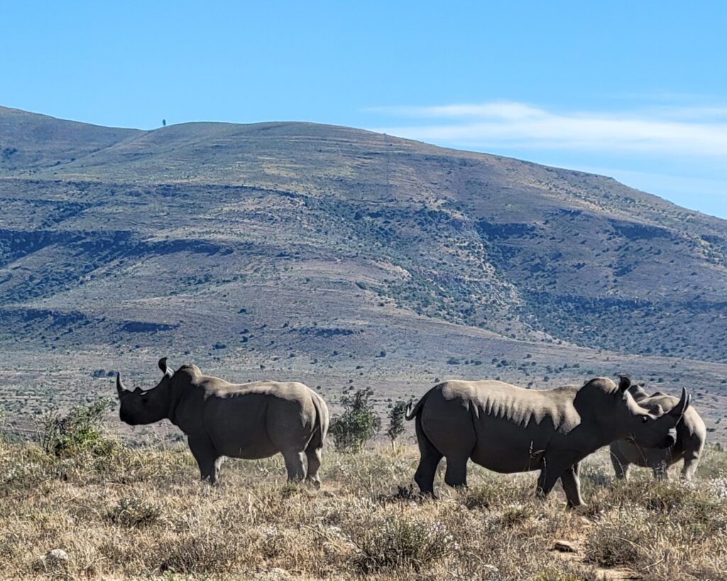 Rhino's on the Mountain