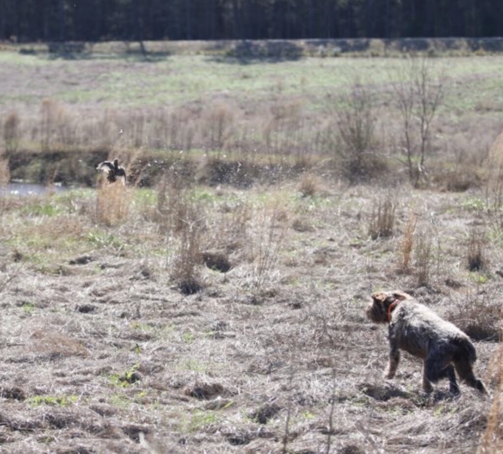 Quail Shoot