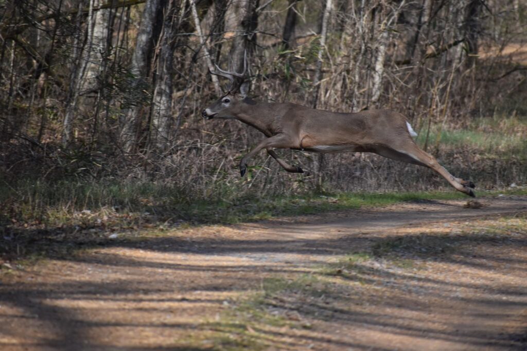 Flight of the Buck