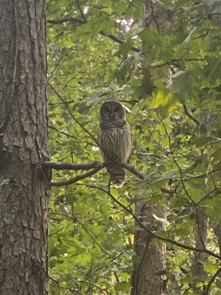 Owl in the woods