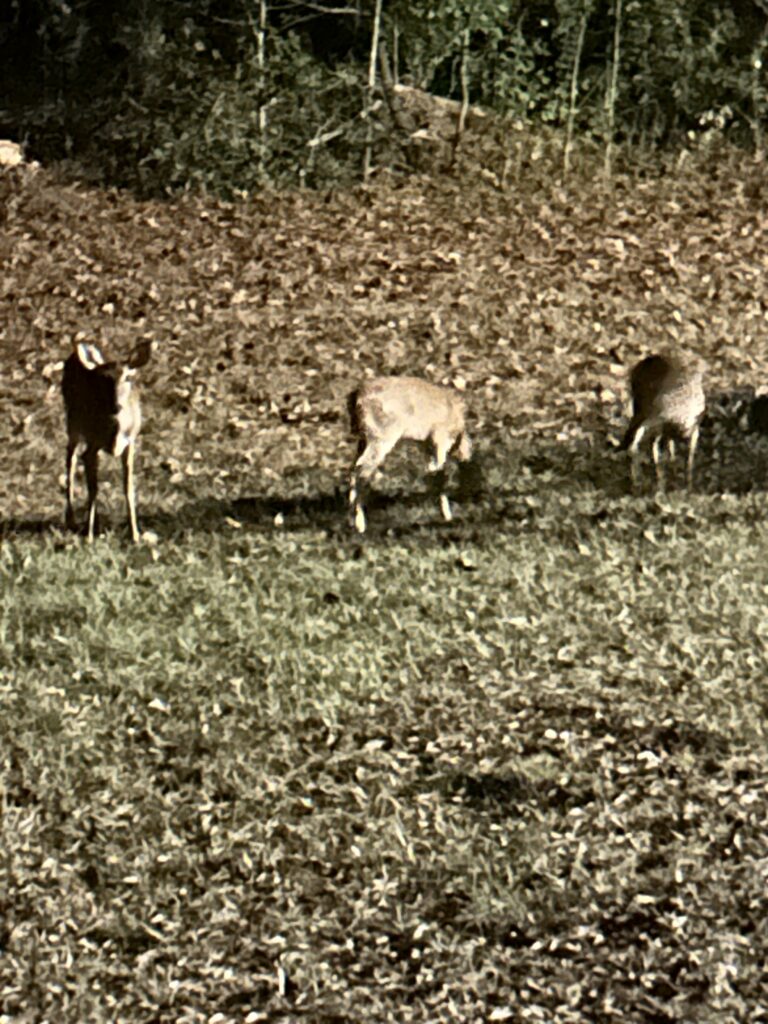 Yard Visitors