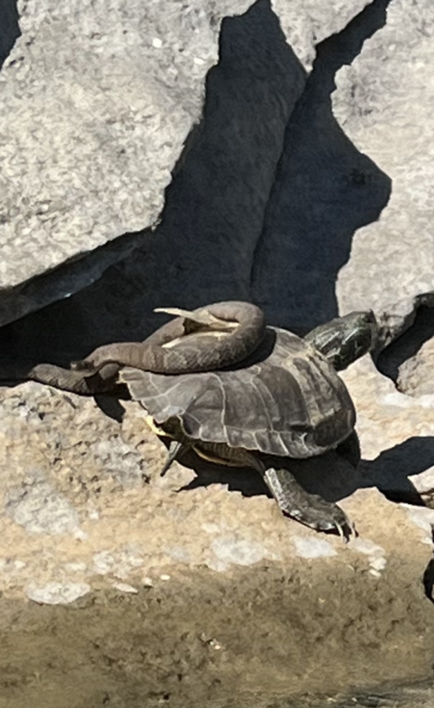 Turtle and a snake