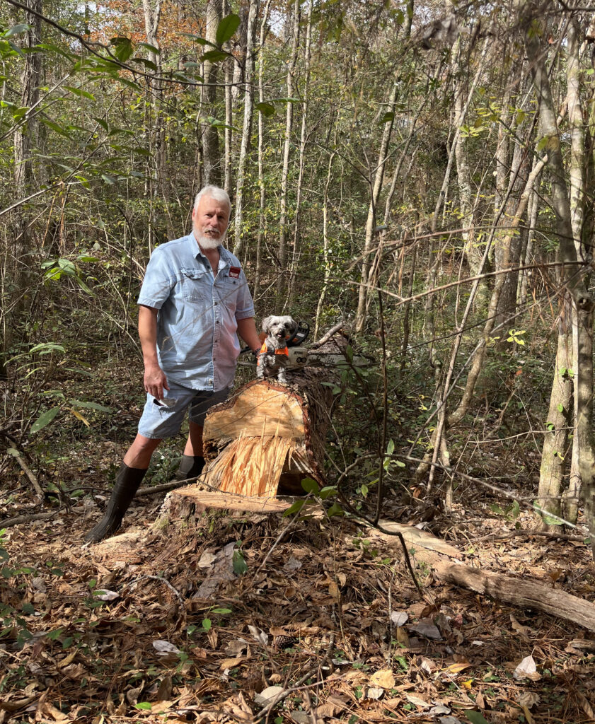 Aging a pine tree with Bella