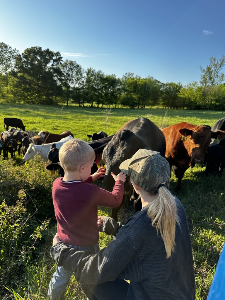Curious Cattle