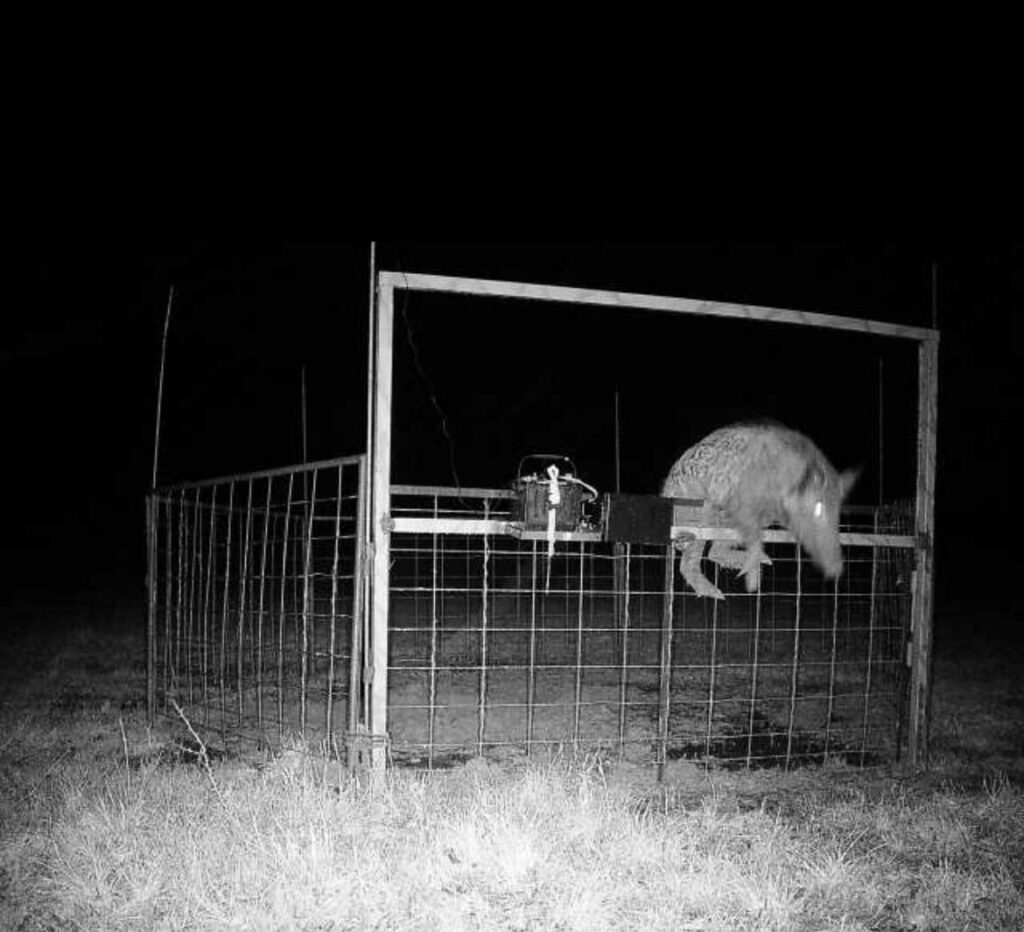 When Pigs fly