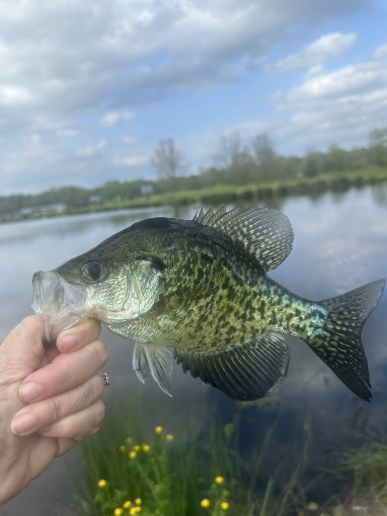 White Perch