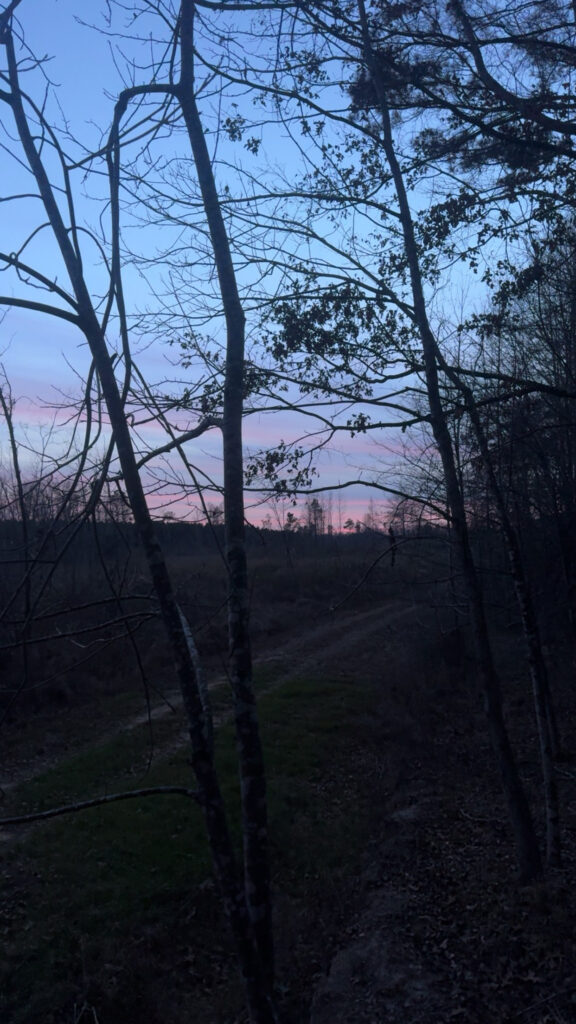 Sunset Over The Cutover