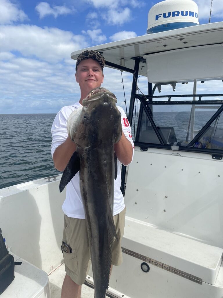 Cobia fish