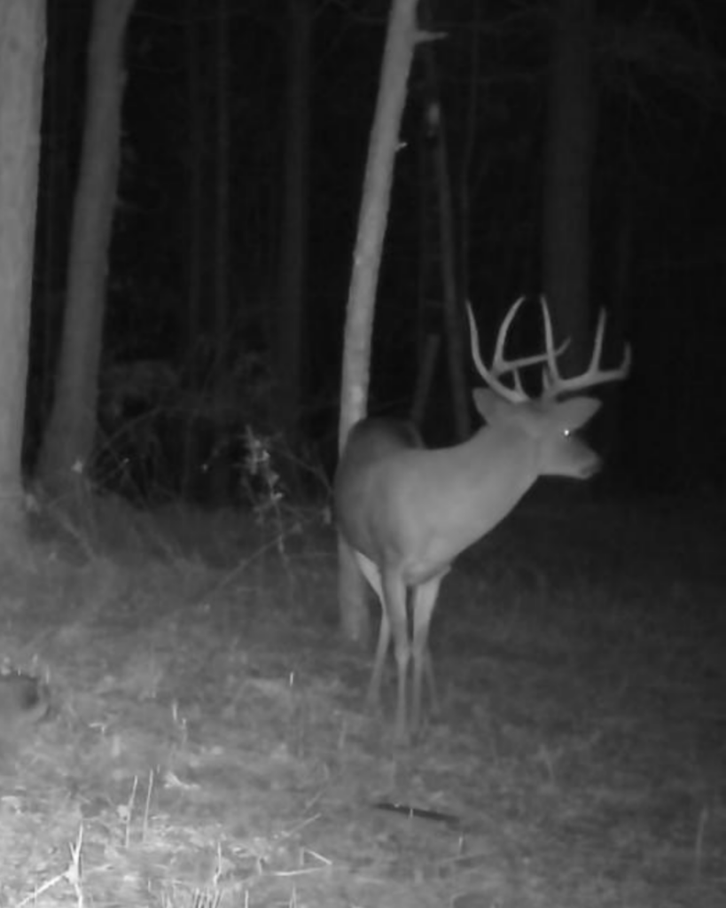 “Big Ole Boy”